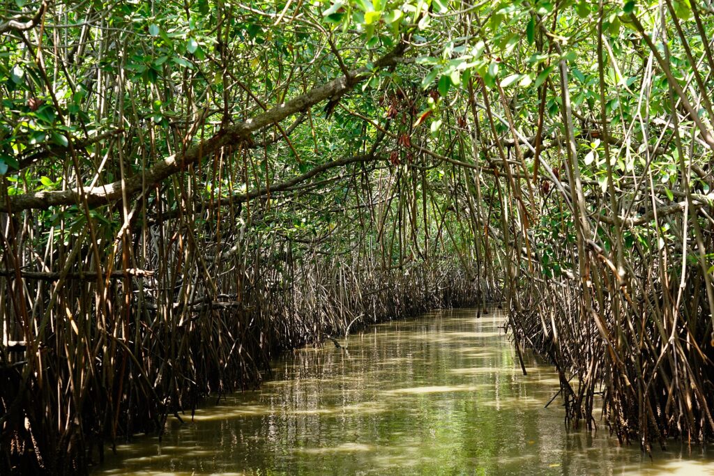 A narrow water channel under the arching roots of the Pichavaram mangroves near Chidambaram